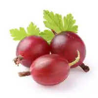 egreš4