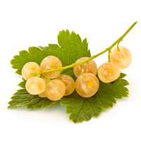 Porzecka Blanca (ISK)