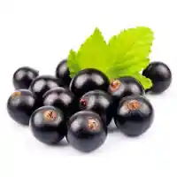 ríbezľa5