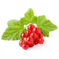 ríbezľa3